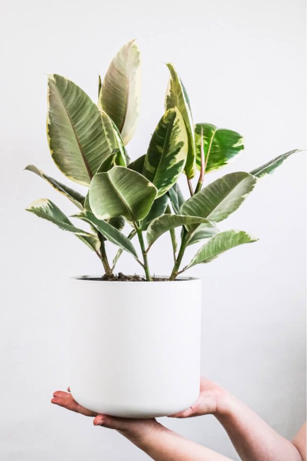 Calathea Beauty Star - Gambar 2