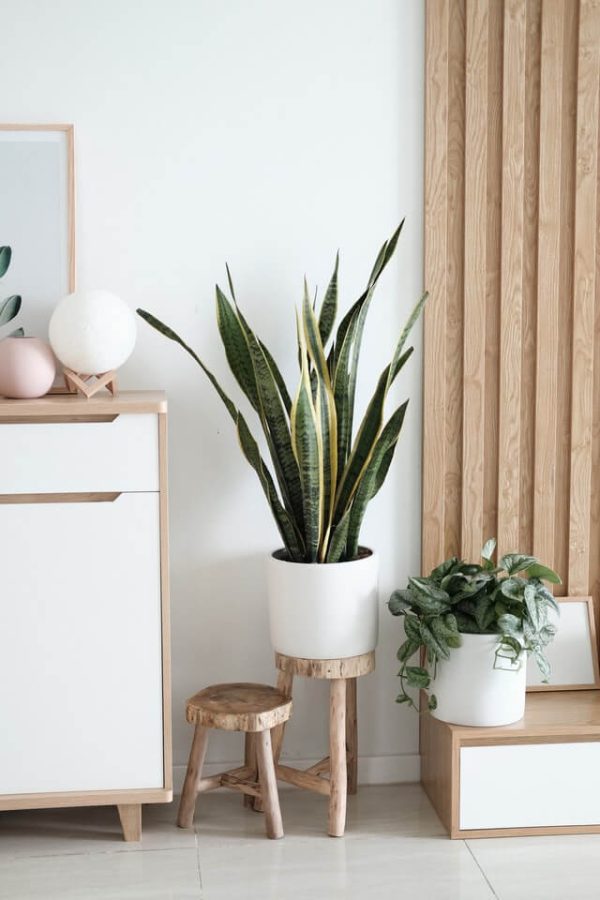 Sansevieria Golden Flame - Gambar 2